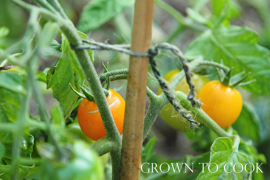 tomato "Ida Gold"