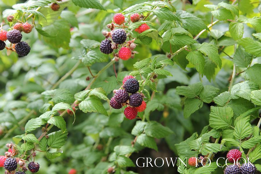 black raspberries