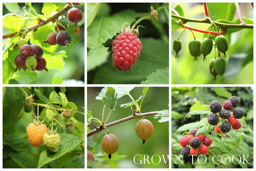 fruits from edible forest garden