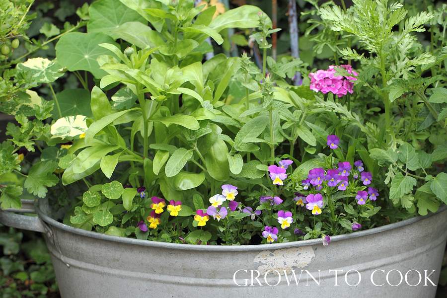 edible flowers growing in a container
