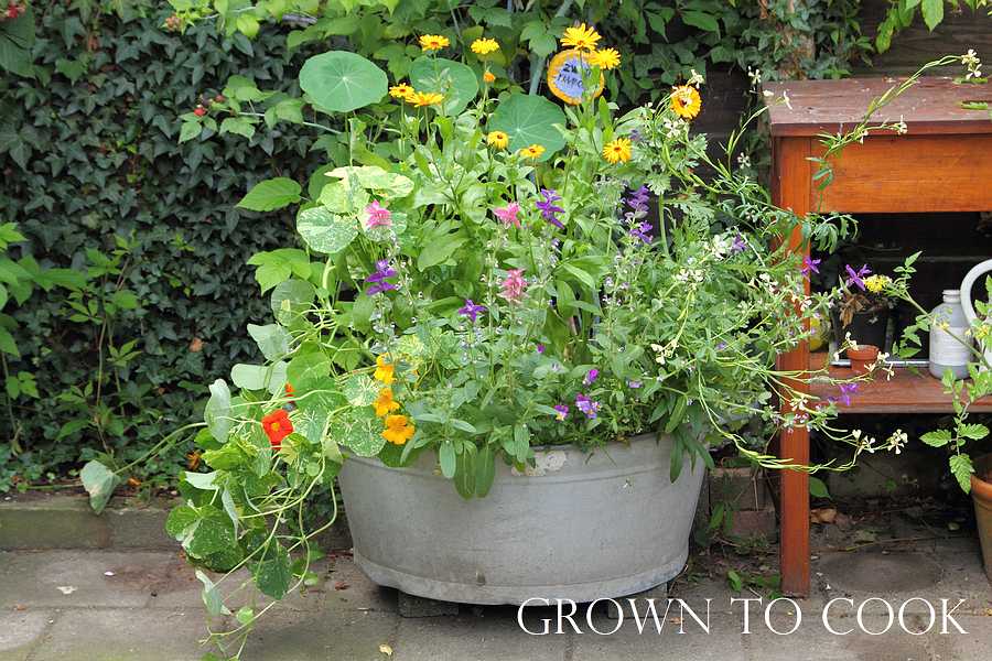 Edible flowers grown in pot