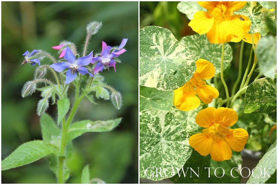 Borage and nasturtiums