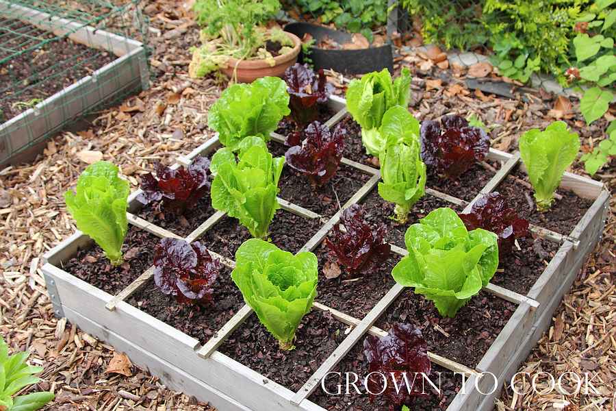 lettuce in a square bed
