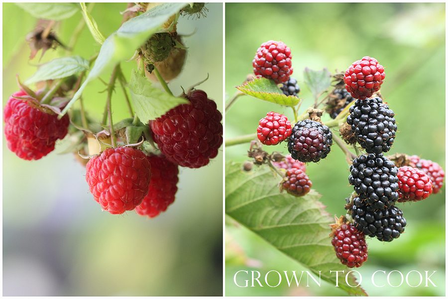 autumn raspberries and blackberries