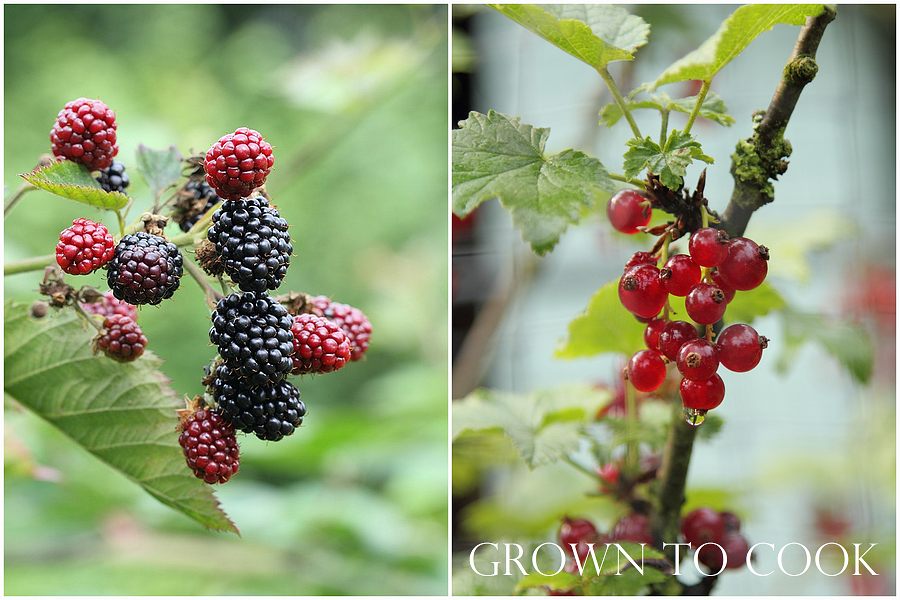 blackberries and red currants
