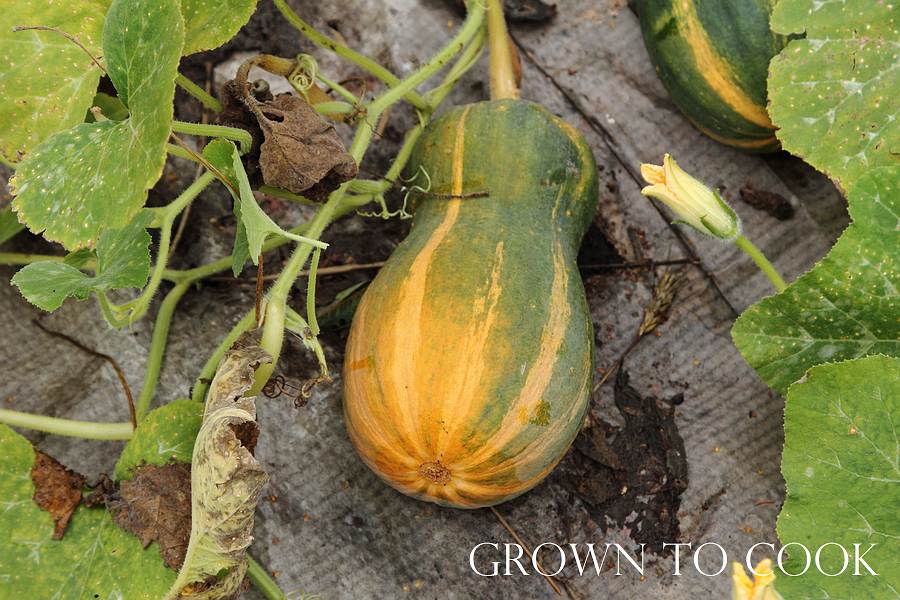 winter squash