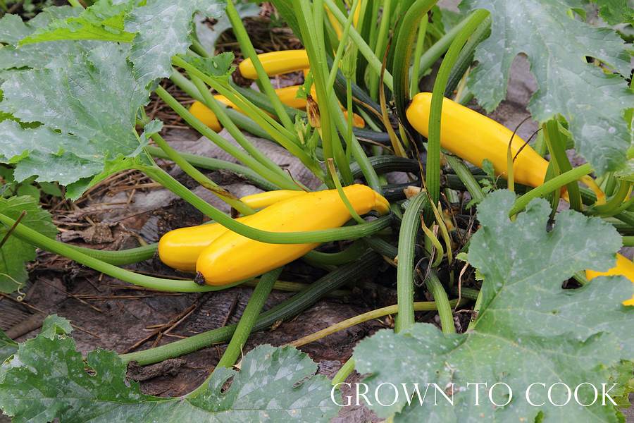 yellow zucchini