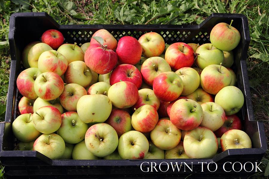 apple harvest