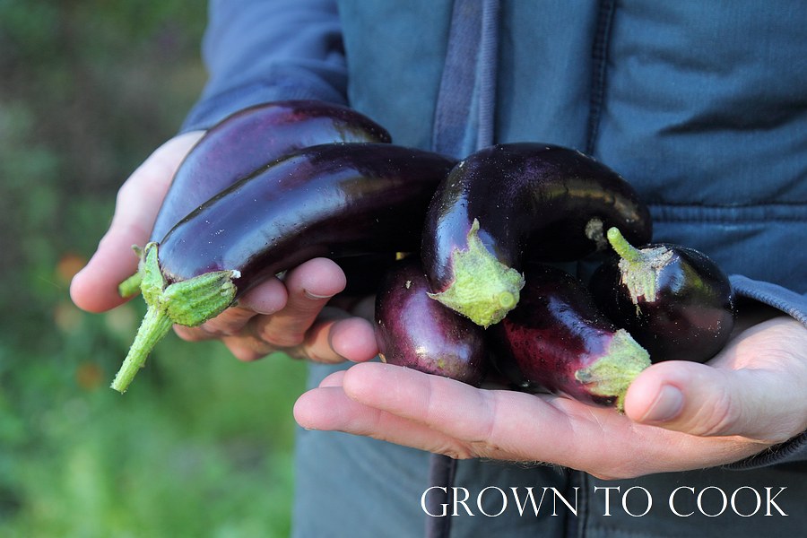 eggplant