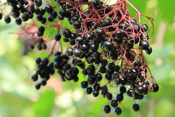 Elderberries (Sambucus nigra)