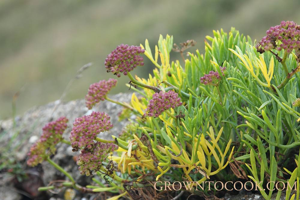 Rock Samphire (Crithmum maritimum)