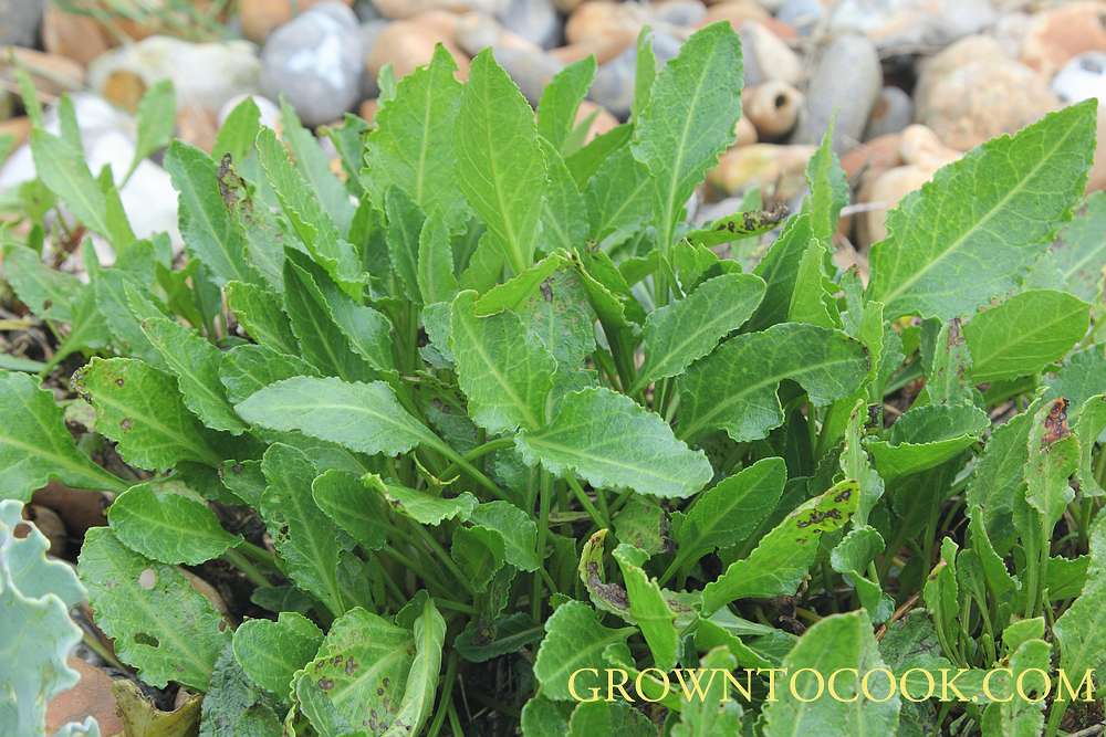 Sea beat (Beta vulgaris subsp. Maritima)