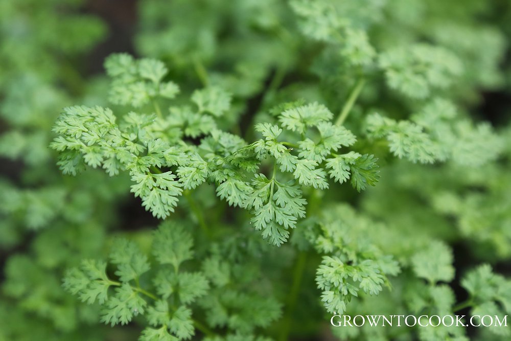 Chervil Anthriscus cerefolium