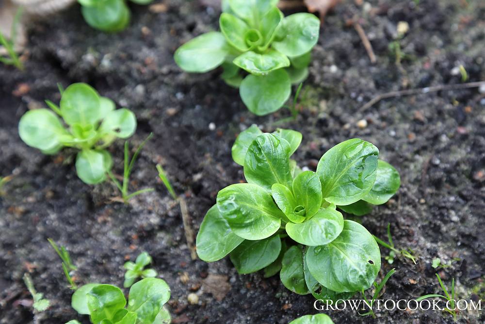 corn salad, lamb's lettuce valerianella locusta