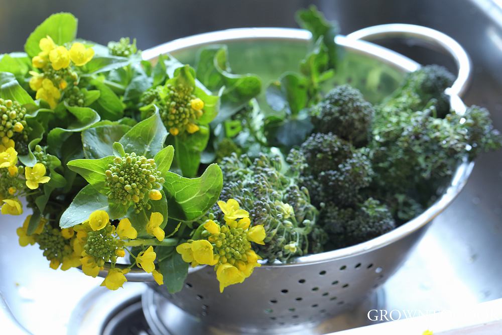 chinese cabbage flowering shoots and broccoli