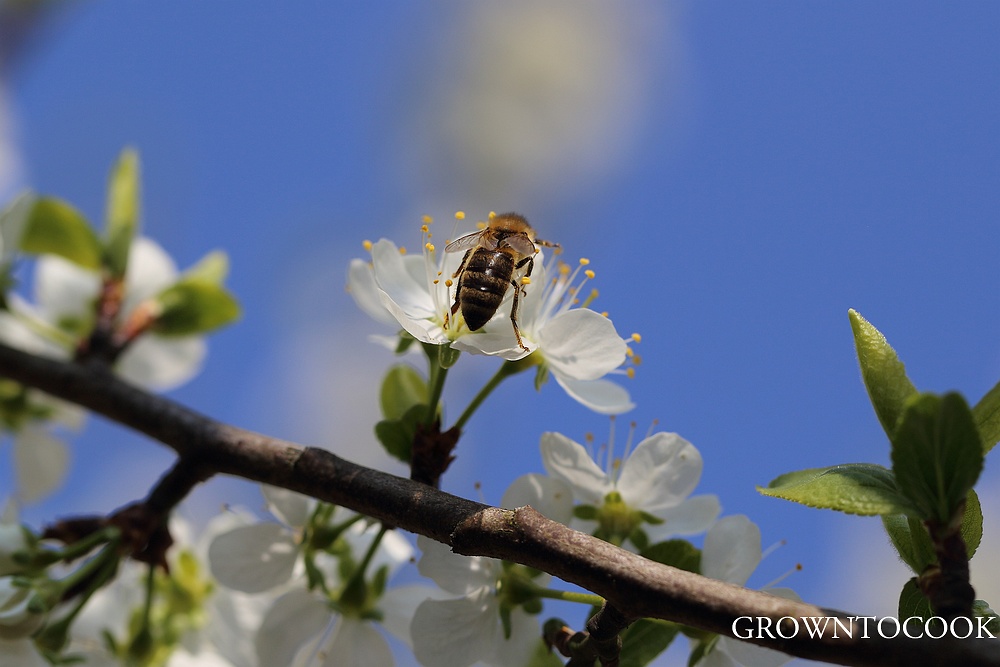 bee on fruit tree