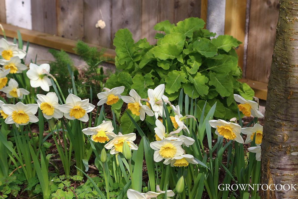 narcissi and perennial kale