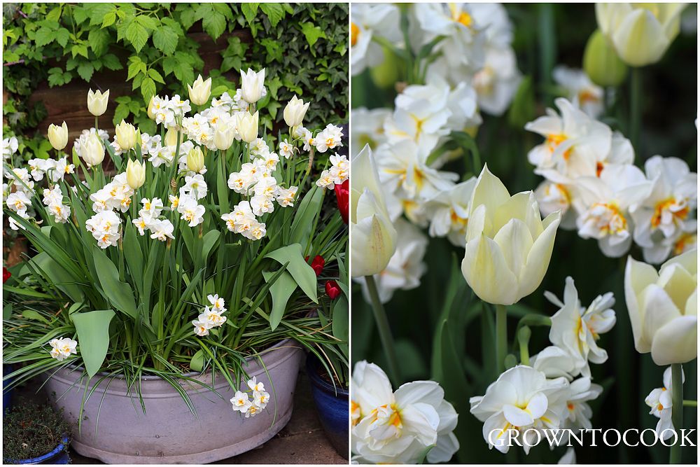 narcissi and tulips in containers