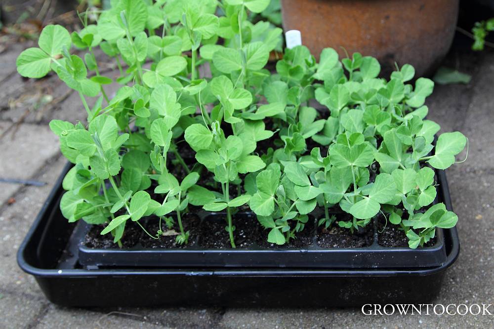 Hardening off pea plants