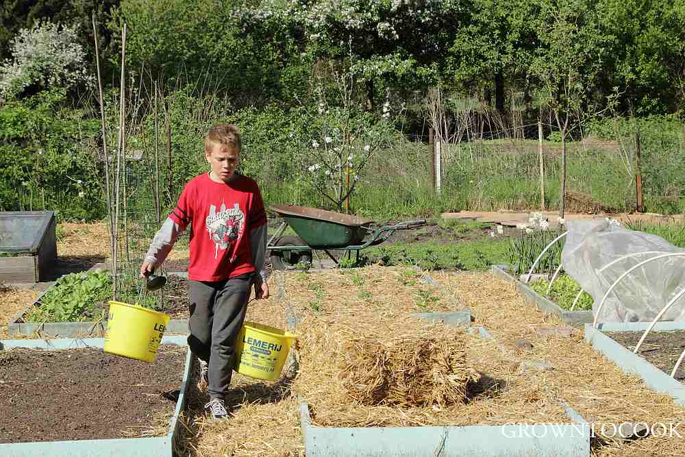 mulching with straw