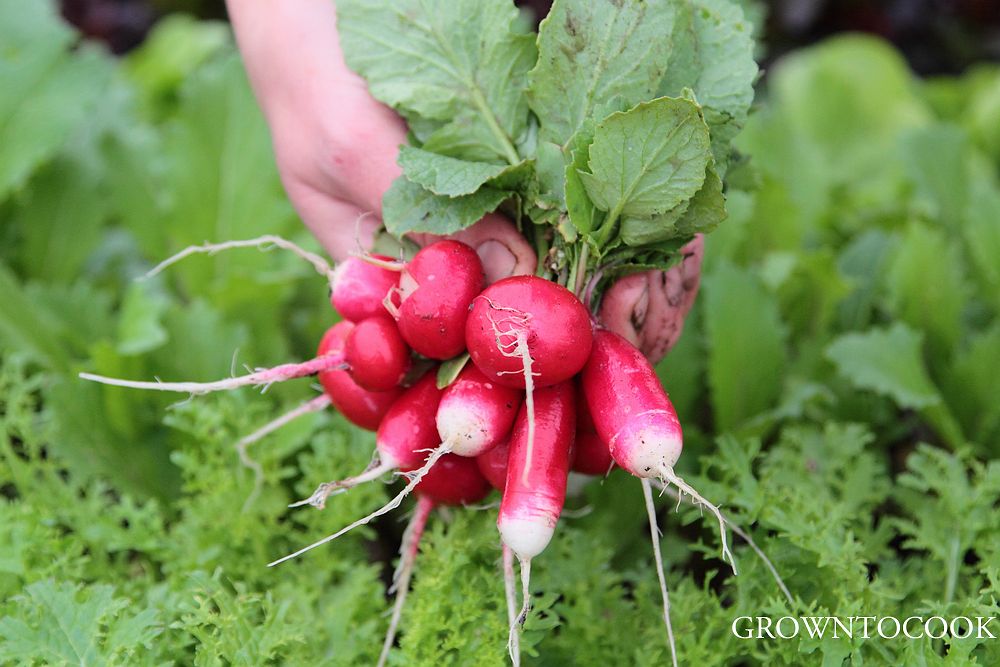 radishes