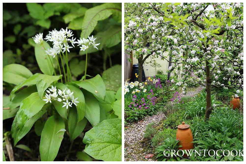 wild garlic in the edible forest garden