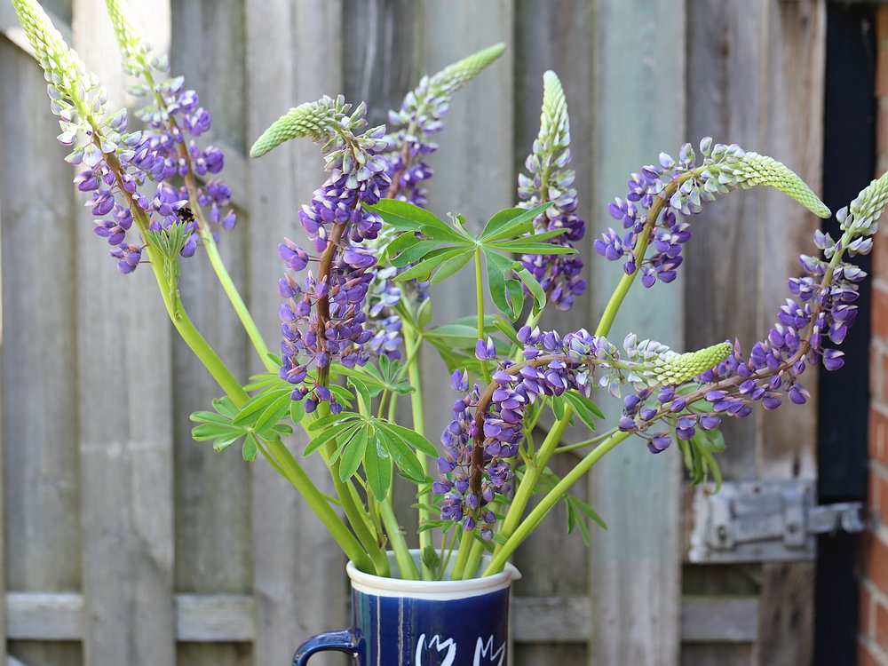 seasonal bouquet - Lupines