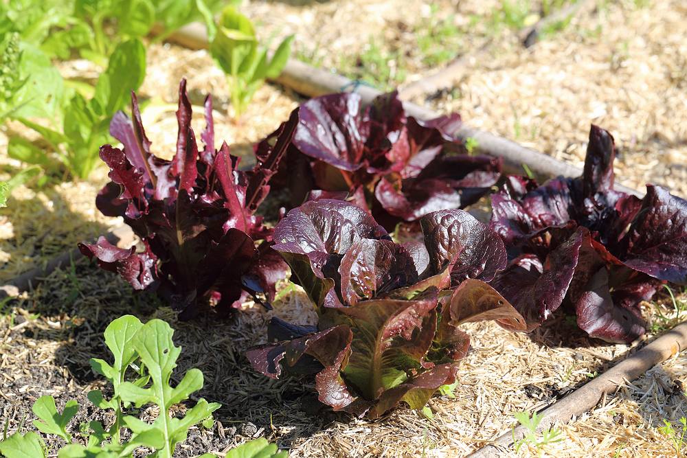 lettuce - before harvest