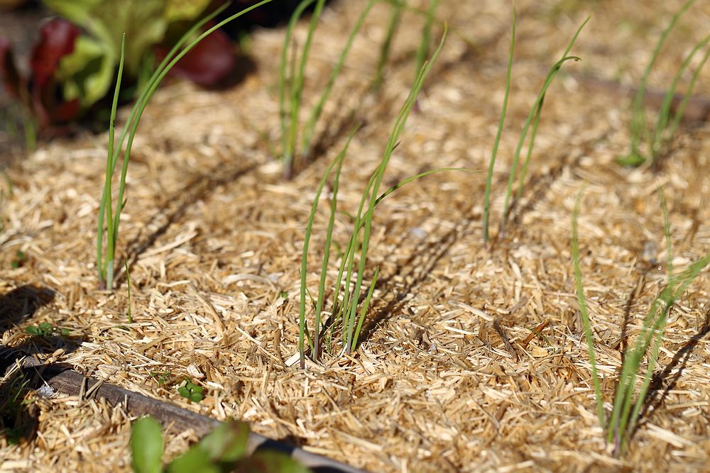 onion seedlings