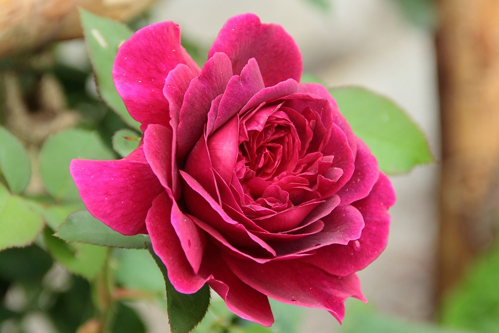rose William Shakespeare