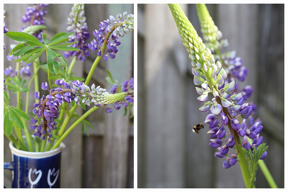 Seasonal bouquet - lupines