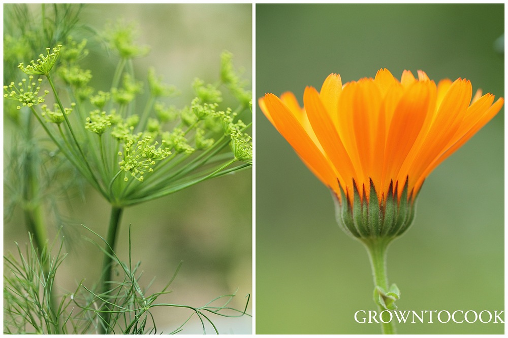 dill and calendula