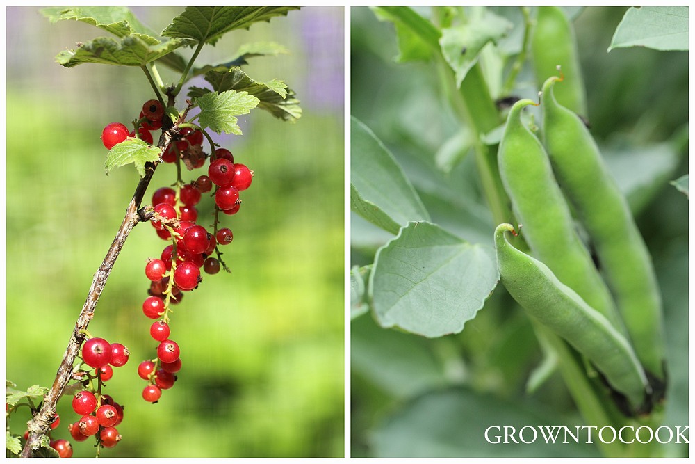 red currants and broad beans