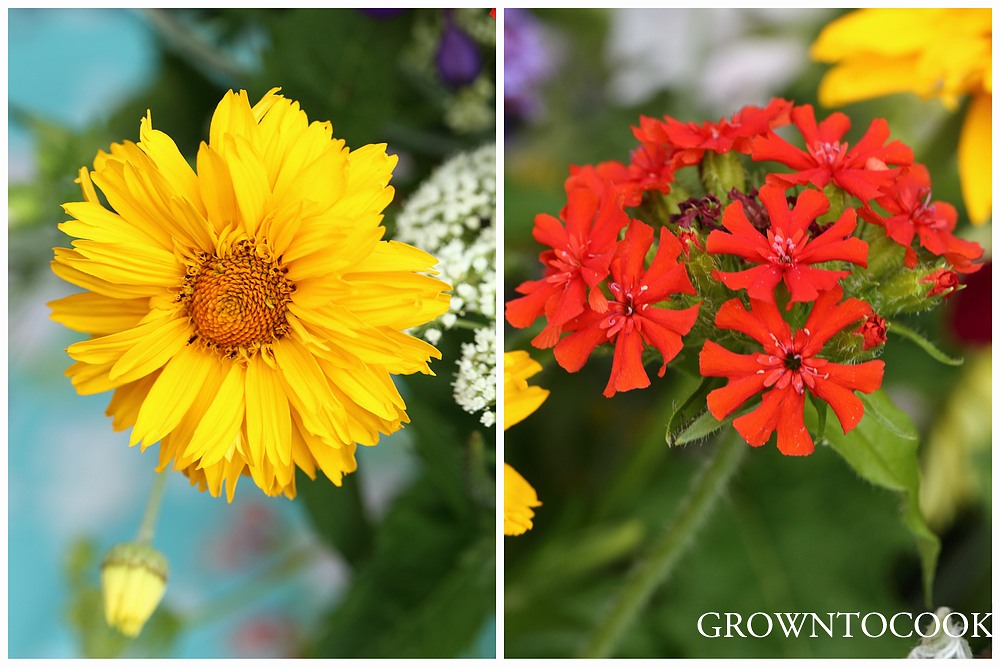 heliopsis and lychnis