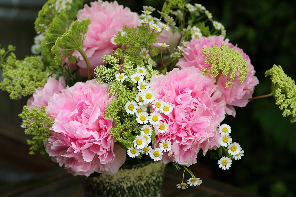 seasonal bouquet - peonies, feverfew, cenolophium