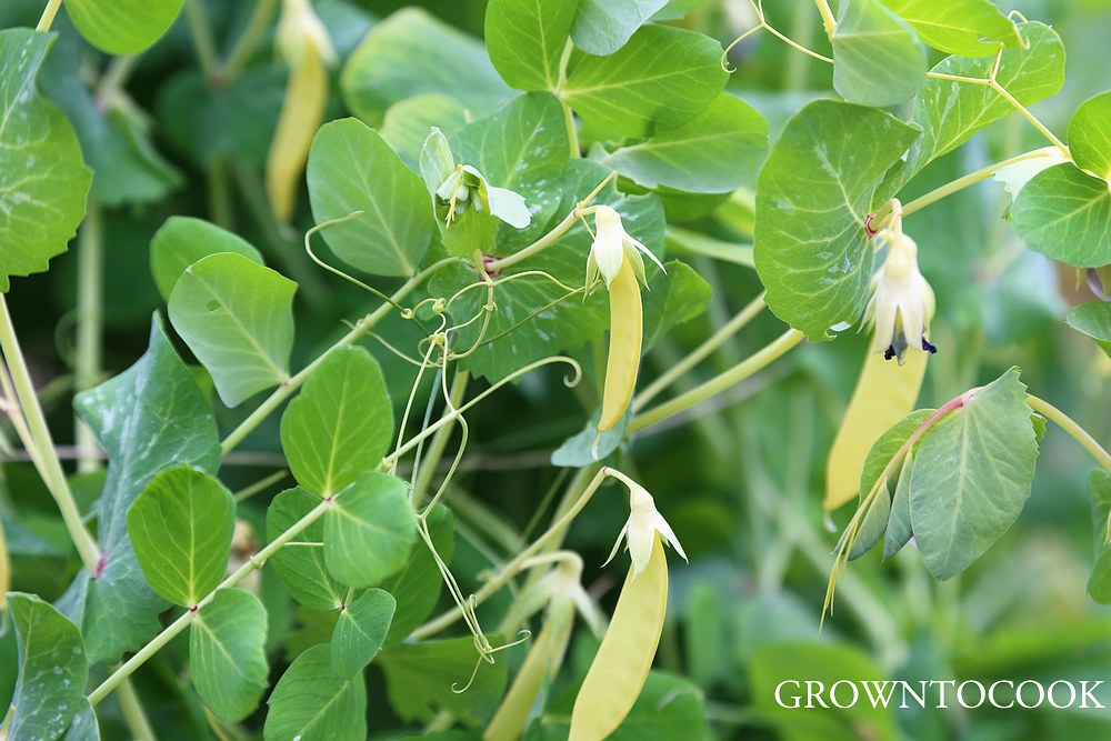 yellow podded snow pea "Golden Sweet"