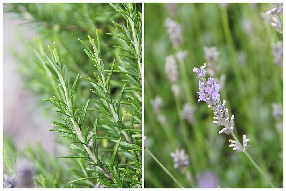 rosemary and lavendel