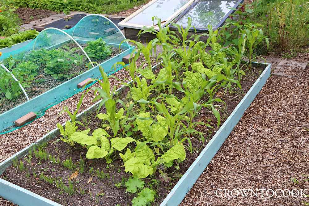 sweet corn interplanted with chard