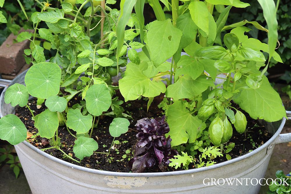 edible polyculture in a container