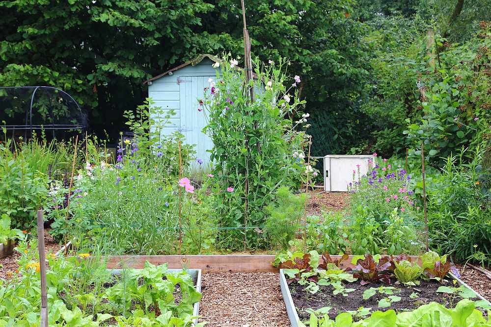 cut flowers on the allotment