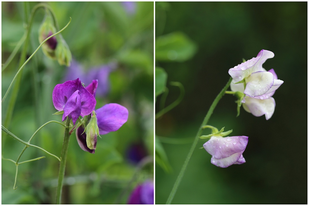 sweet pea matucana and king's high scent
