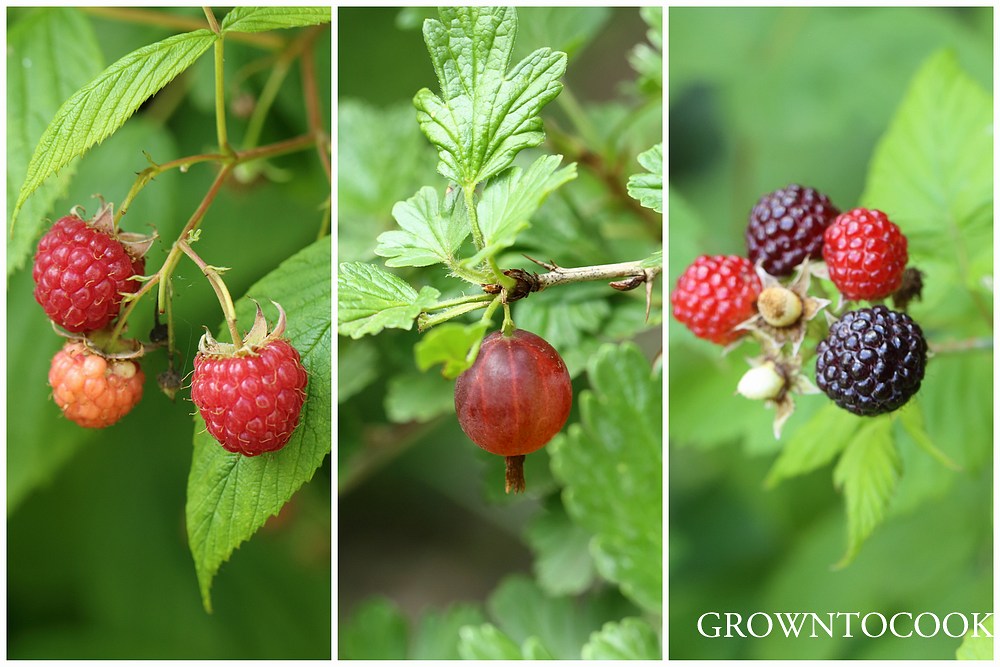 berries in june