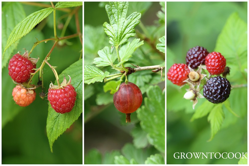 berries in june