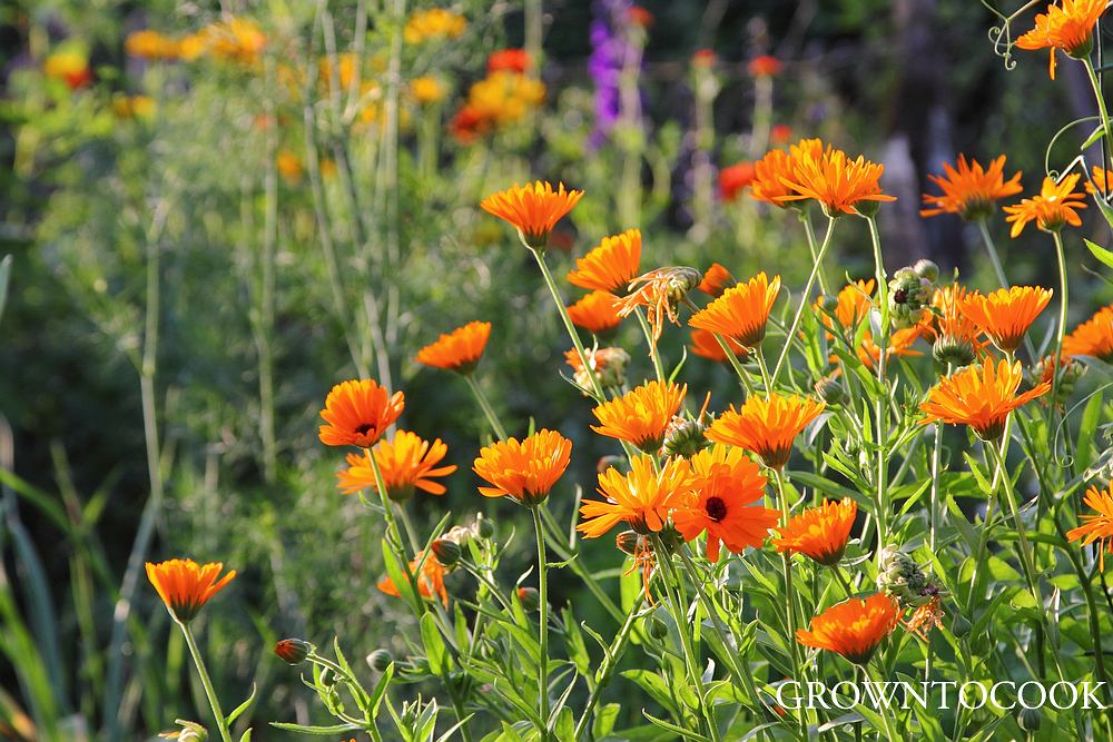 calendula