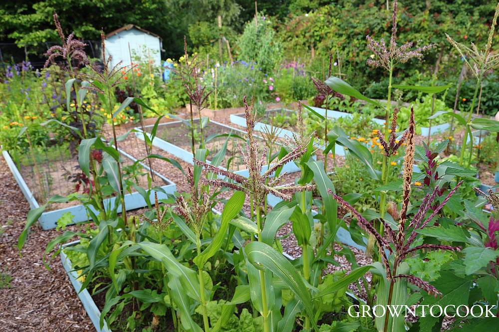 allotment in july