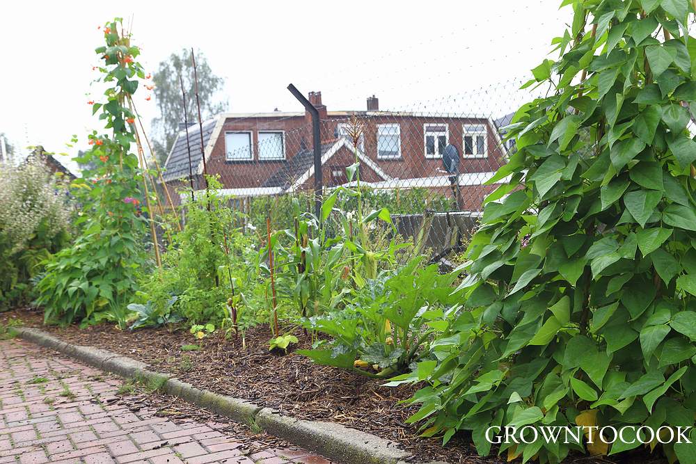 polyculture of annual vegetables