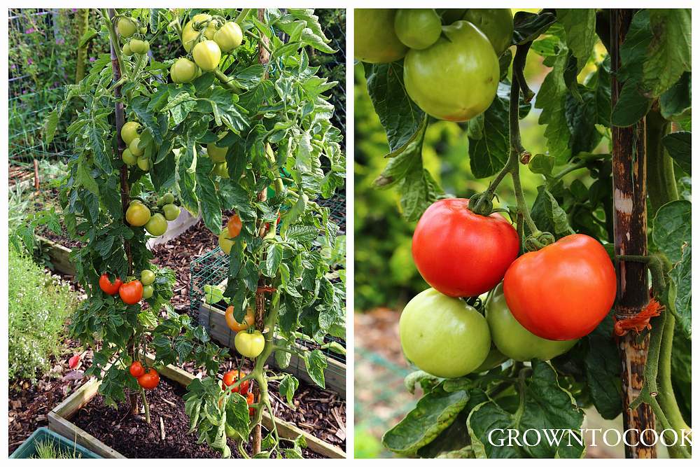 tomato Ferline