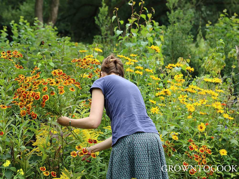 picking cut flowers