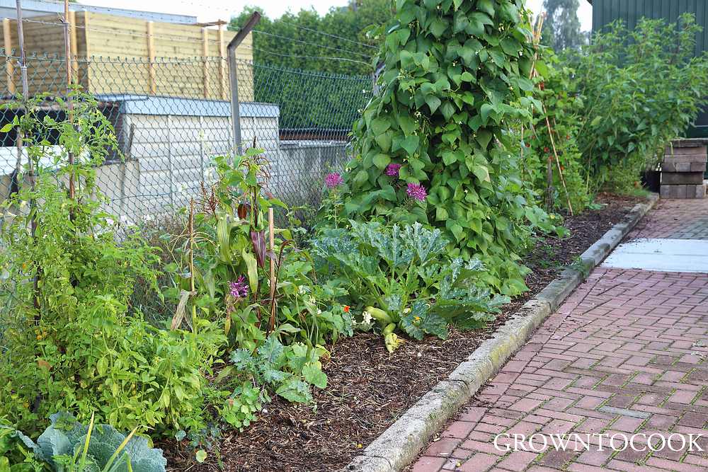 annual vegetable polyculture