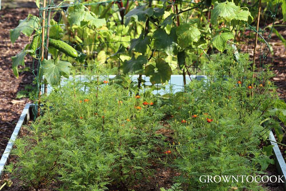 French marigolds and cucumber